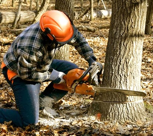 Tree Removal in Pillager, MN